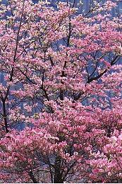 《全境封锁：中心地带》细节曝光 类似“塔科夫”